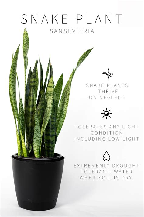 How To Make Your Snake Plant Grow Faster Snake Poin