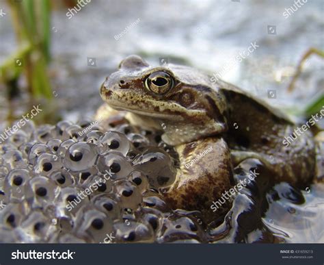6046 Frog Eggs Images Stock Photos And Vectors Shutterstock