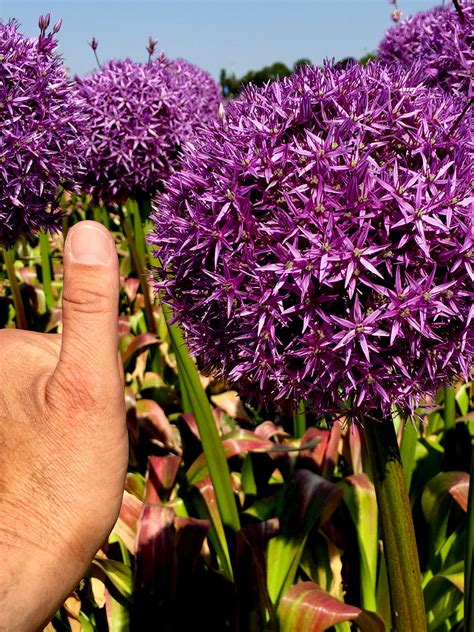 Giant Allium Bulbs Globemaster Dutchgrown Fresh From The Farm