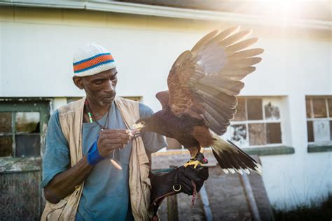 The Black Falconer One Mans Love For Birds In Pictures How Rodney Stotts Passion Transformed