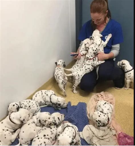 Vet Says Dalmatian Is Going To Have 3 Puppies She Has A Record