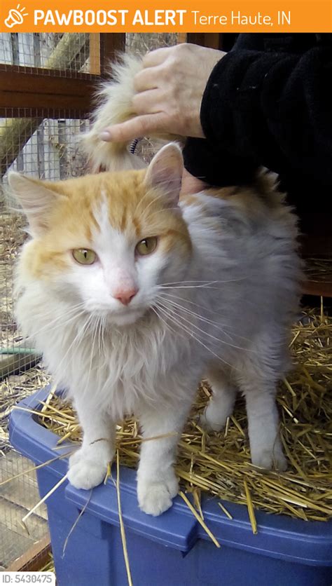 Petrillo buried a cat he was sure was alfie after a car hit the cat near his home in 2009. Found/Stray Male Cat in Terre Haute, IN 47803 (ID: 5430475 ...