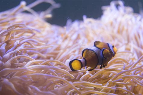 Clown Fish Swimming In Sea Anemones In Aquarium Stock Image Image Of