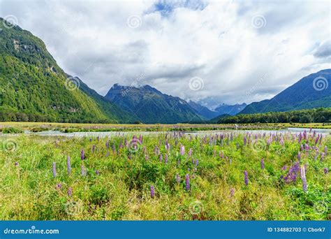 Meadow With Lupins On A River Between Mountains New Zealand 48 Stock