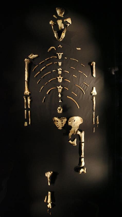 Baboon Bone Found In Famous Lucy Skeleton Lucy Skeleton Oneplus