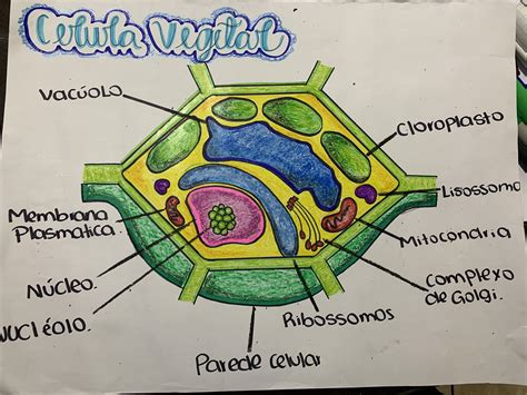 The Structure Of A Plant Cell Is Shown In This Drawing With Labels On It