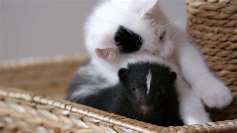 Skunk Vs Kitten De Cat Lon Who Will Out Cute Who Too Cute Animal