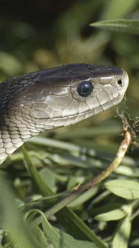 Most Beautiful Snakes Found In India