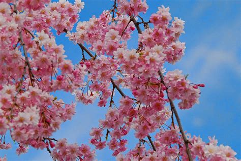 Cherry Blossom Trees Of Branch Brook Park Photograph By Allen Beatty