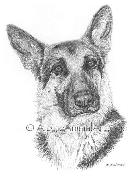 German shepherds were mostly used in world war i. german shepherd sketch | Alpine Animal Art - Large Dog ...