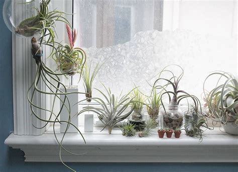 Houseplantjournal ﻿air Plants Read My Care Guide For Maximum