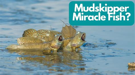 The Miracle Fish Mudskipper Can Walk On Land Youtube