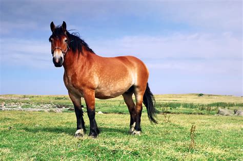 Ardennes Horse Breed Guide Characteristics Health And Nutrition Mad Barn