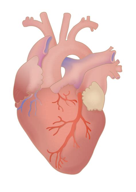 Human Heart Png Hd Png Pictures Vhvrs