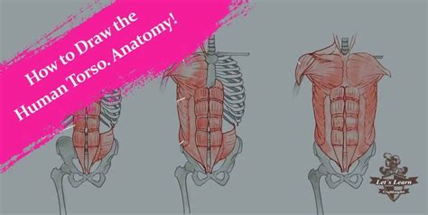 Begins with the structural characteristics of bones and muscle mass. How to Draw the Human Torso. Learn the Anatomy and Forms. - Craftknights