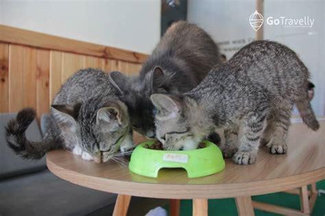 Neko Kepo Cat & Cafe Surabaya: Tempatnya Pecinta Kucing! - GoTravelly