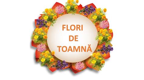 Flori De Toamnă Crizantema și Tufănica Florile De Toamnă Gradinita