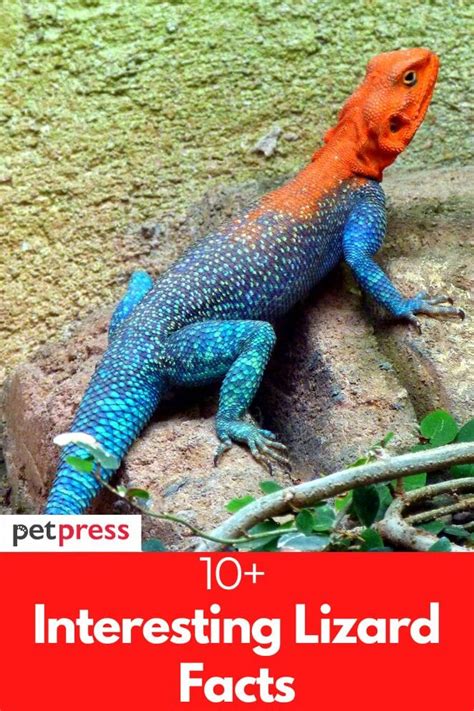 10 Interesting Lizard Facts That Will Surprise You