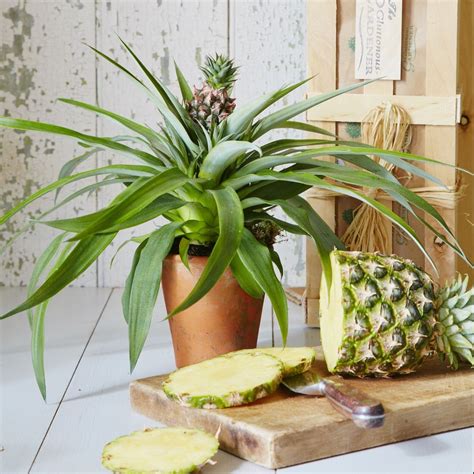 Pineapple Plant Buying Pineapple Indoor Houseplants Ornamental