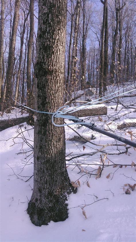 Maple Tree Tapping The Sap Flow Begins Vermont Maple Direct