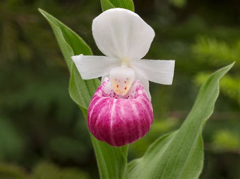 Cypripedium Reginae Showy Ladys Slipper Orchid The Firs Flickr