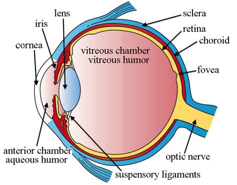 Draw A Labeled Diagram Of The Vs Of The Human Eye And Write One