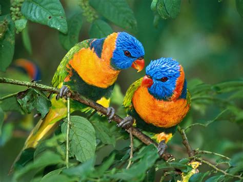 50 Beautiful Exotic Birds Photos Wallpaper