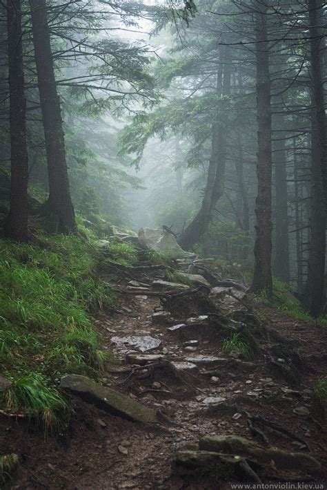 Pin By Outside The Door On To Travel Forest Photography Foggy Forest