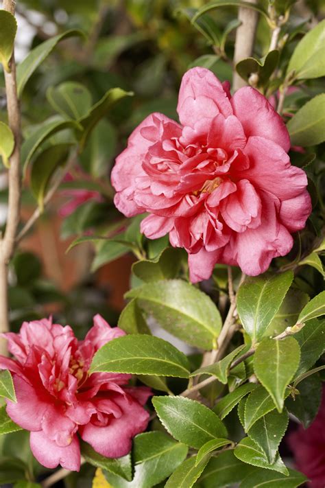 Our Top 5 Favorite Flowering Shrubs Shade Plants Flowering Shrubs