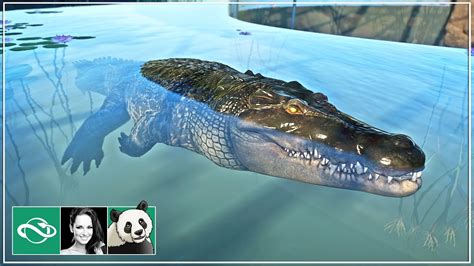Building A Saltwater Crocodile Habitat And Underwater Viewing Gallery In