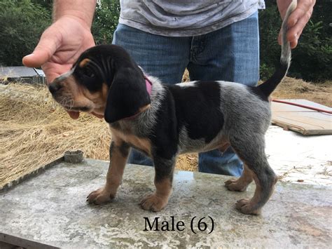 Get a boxer, husky, german shepherd, pug, and more on kijiji, canada's #1 local looking for a new puppy. Bluetick Coonhound Puppies For Sale | Clermont, GA #241903