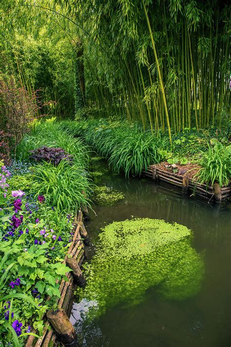 Beautiful Water Path Along Bamboo Forest Photograph By Zina Zinchik
