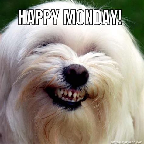 Happy Monday Meme Dog Smiling Funny Monday Images Happy Monday Funny