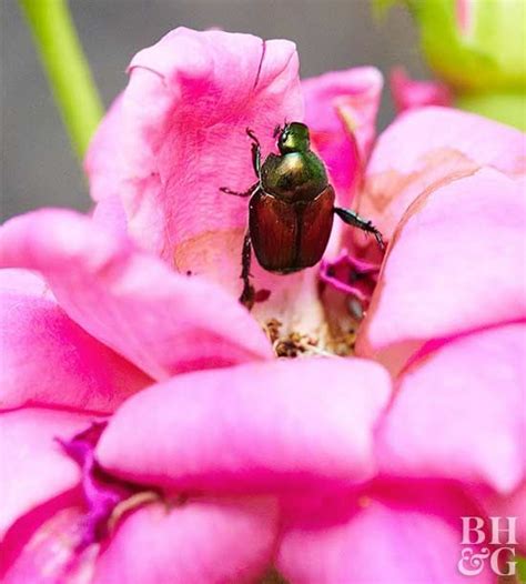 The packaging was so bad and the plants were practically dead. 7 Pretty Plants That Can Repel Biting Bugs Naturally ...