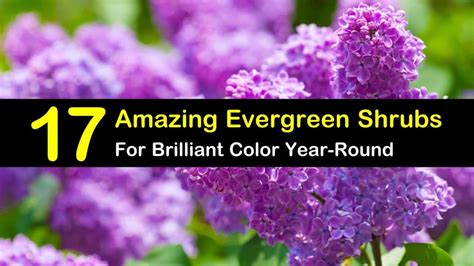 Texas ranger plants are not fussy; 17 Amazing Evergreen Shrubs for Brilliant Color Year-Round