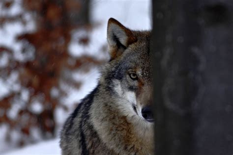 27 Wonderful Types Of Wolves Facts Photos And More Outforia