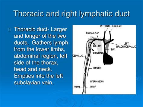 Ppt The Lymphatic System Powerpoint Presentation Free Download Id