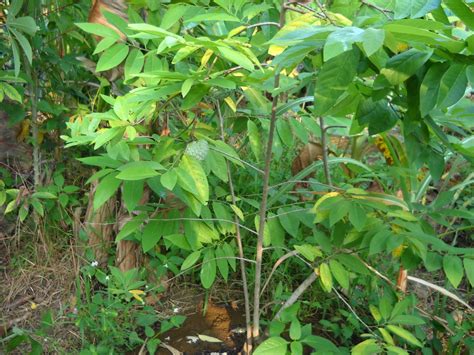 Buah berat 1kg sebijik 2. KENALI POKOK SAYANGI POKOK: NONA SRIKAYA