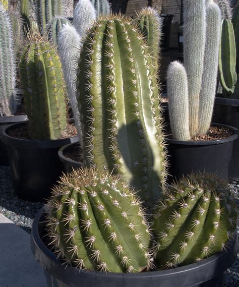 Echinopsis "Big Bertha" - Cactus Jungle