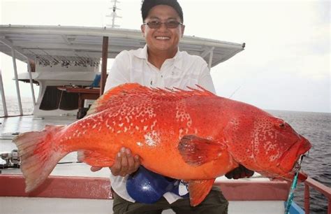 Berasal dari jepang, ikan mas ryukin adalah ikan mas koki hias yang terkenal akan bentuknya yang lucu. Gambar Ikan Mas Besar Lengkap dan Unik