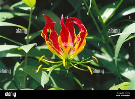 Glory Lily Flame Lily Climbing Lily Creeping Lily Gloriosa Lily