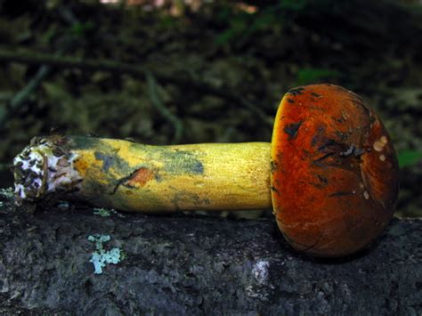 Boletus Subluridellus Nps Prince William Forest Park Fungi · Inaturalist