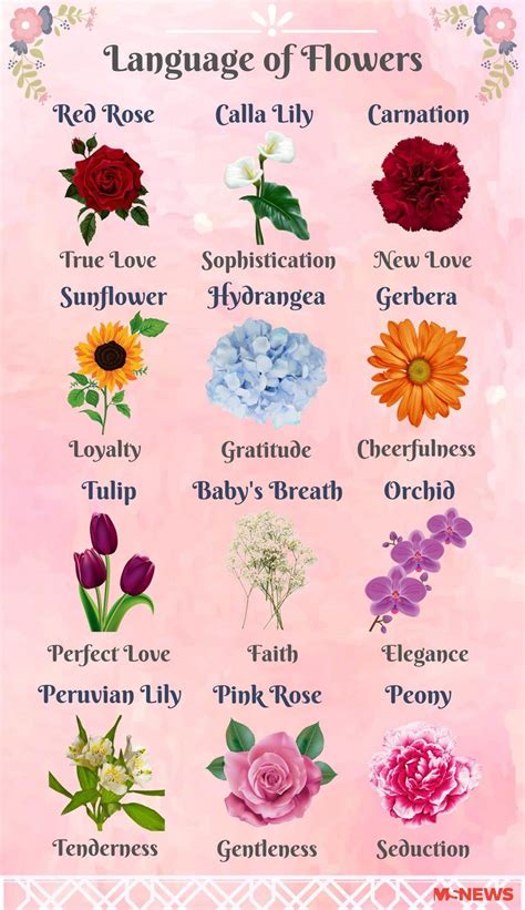 The Best Flower Meanings And Review Flower Meanings Language Of
