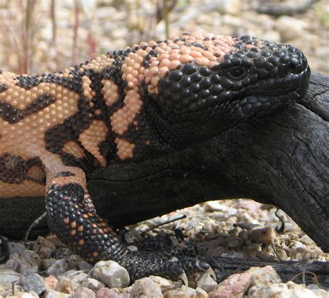 Gila Monster Facts Habitat Adaptations Pet Care Pictures