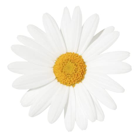 Download High Quality Flowers Transparent Background Daisy Transparent