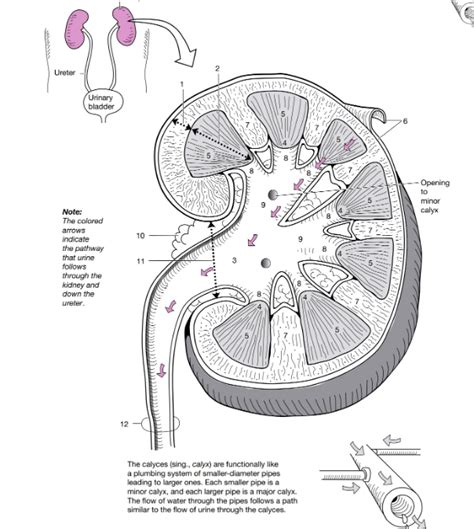 Kidney Diagram Quizlet