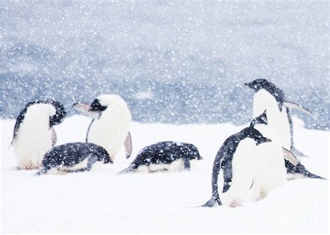 Penguins In The Snow Photograph By Carol Walker