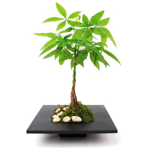 The cultivars that growers train to be sold as money trees will grow up to 15 feet in height if released from the constrictions of a small. Pachira Aquatica - 1 Plant - House / Office Live Indoor ...