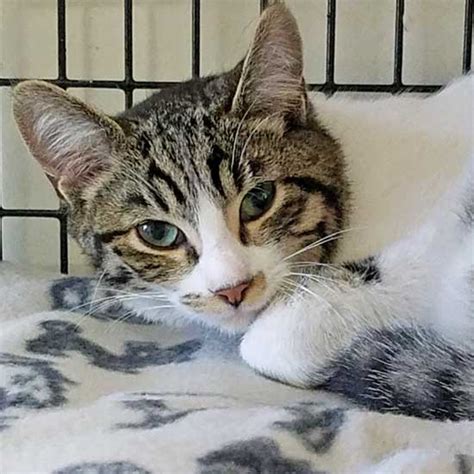 Cat depot is a limited admission shelter and adoption center that is here for the cats, kittens, and community of. Cat & Kittens for Adoption in San Diego | Helen Woodward ...