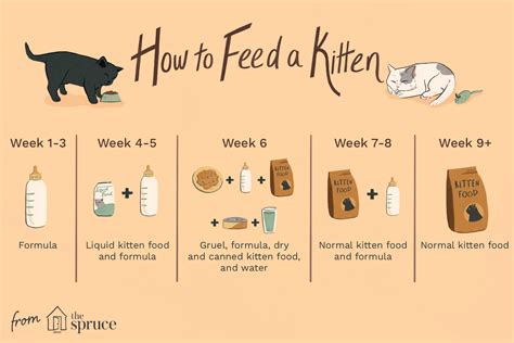 Cats need routine and predictability in. Kitten Feeding Schedule - How Much to Feed Your Growing ...